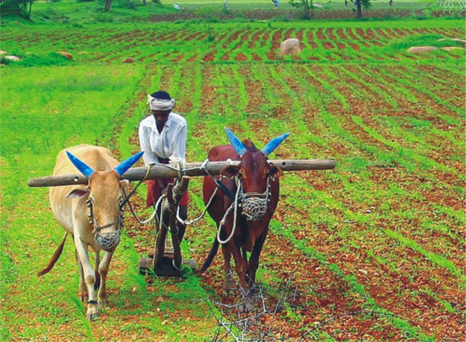 Krishi Input Subsidy : DbtAgriculture.Bihar.Gov.In Apply Online